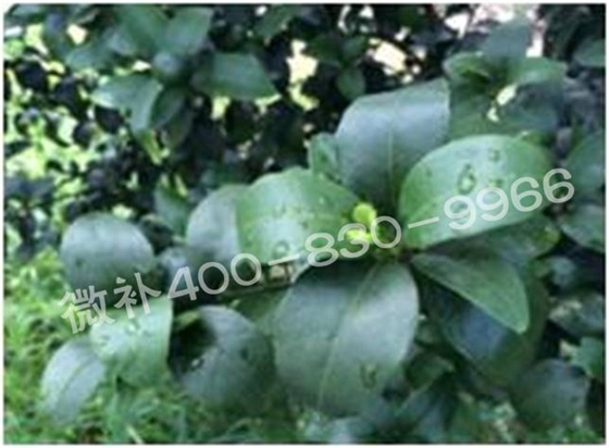 柑橘春梢弱，難抽發(fā)，到底是什么原因？