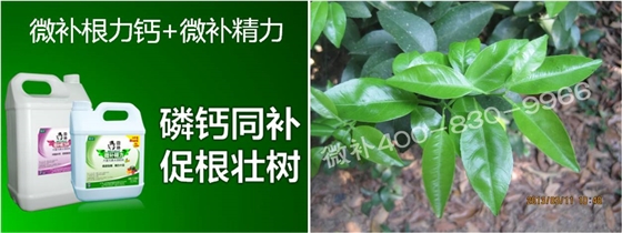 柑橘春梢弱，難抽發(fā)，到底是什么原因？