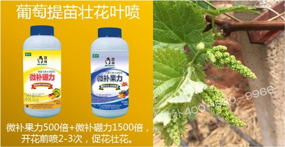 葡萄萌芽期如何預(yù)防倒春寒？