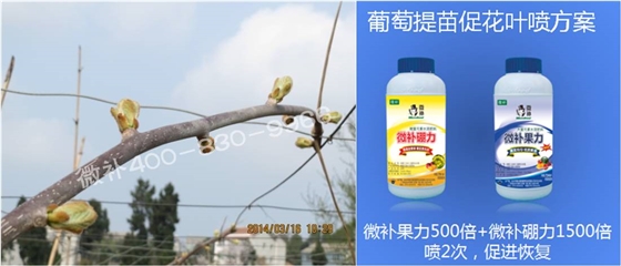 獼猴桃萌芽期如何施肥，才能促進萌芽齊、萌芽壯？