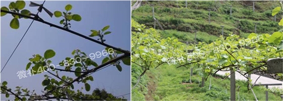 獼猴桃萌芽期如何施肥，才能促進萌芽齊、萌芽壯？