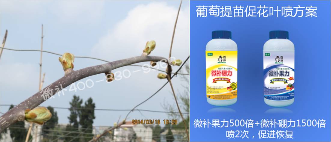 獼猴桃萌芽期如何施肥，才能促進(jìn)萌芽齊、萌芽壯？