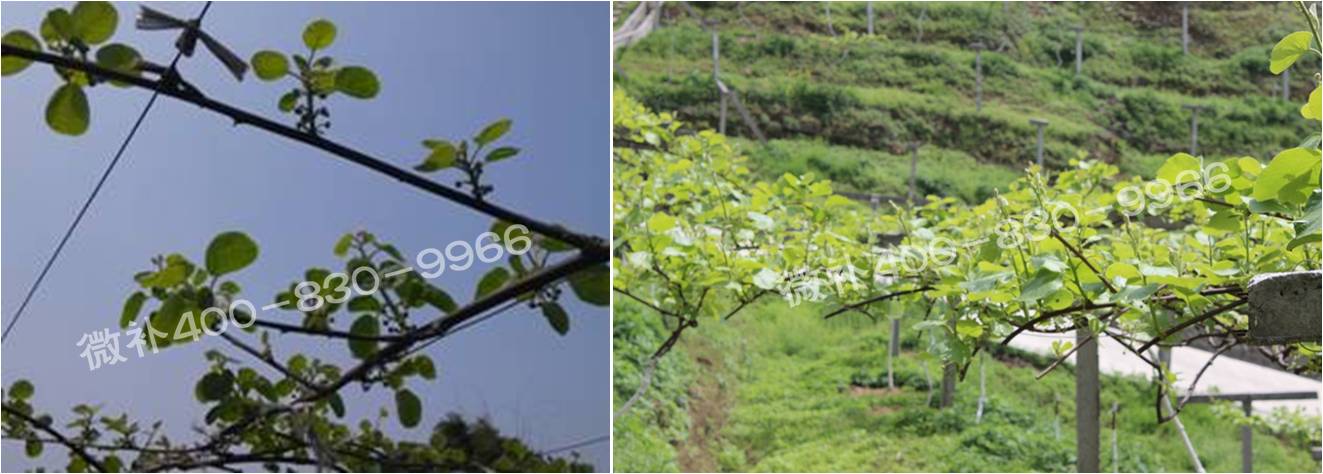 獼猴桃萌芽期如何施肥，才能促進(jìn)萌芽齊、萌芽壯？