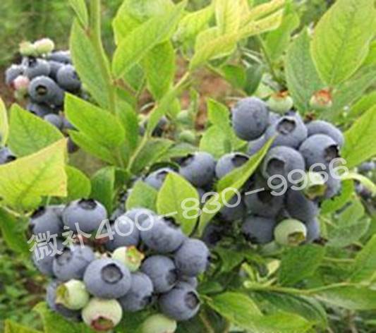 藍(lán)莓黃葉是缺素還是病害？