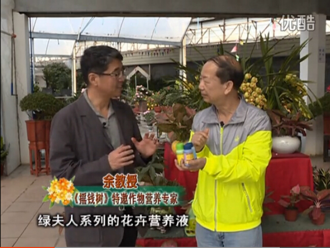 20160111珠江臺搖錢樹：家庭盆栽花卉黃葉又難養(yǎng)？用綠夫人，枝繁葉茂、花多花艷