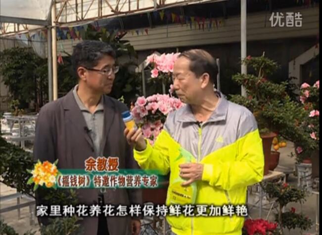 20160118珠江臺搖錢樹：家庭花卉用綠夫人600度鮮花營養(yǎng)液，花開鮮艷、花期長