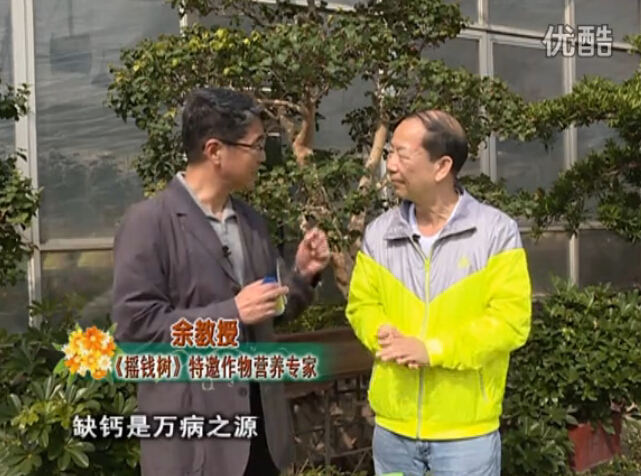 20160125珠江臺搖錢樹：家庭盆栽花卉噴綠夫人160度補(bǔ)鈣抗病液，長勢精神、抗病好