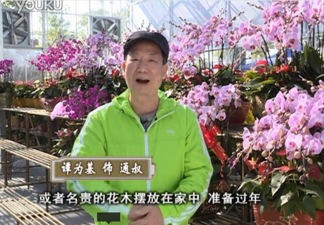 20160201珠江臺搖錢樹：新春家養(yǎng)花卉、盆栽，如何養(yǎng)護(hù)葉子、鮮花、果子保鮮更長？