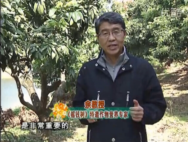 20160215珠江臺搖錢樹：名貴花木盆景，用綠夫人系列保葉、花靚、又抗病