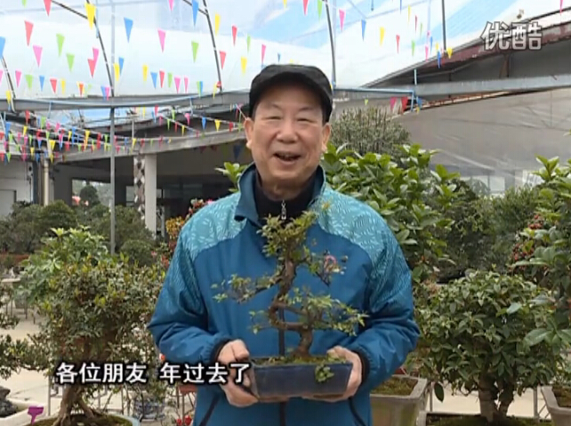 20160229珠江臺搖錢樹：盆景換盆養(yǎng)護(hù)，用綠夫人營養(yǎng)液恢復(fù)生機(jī)