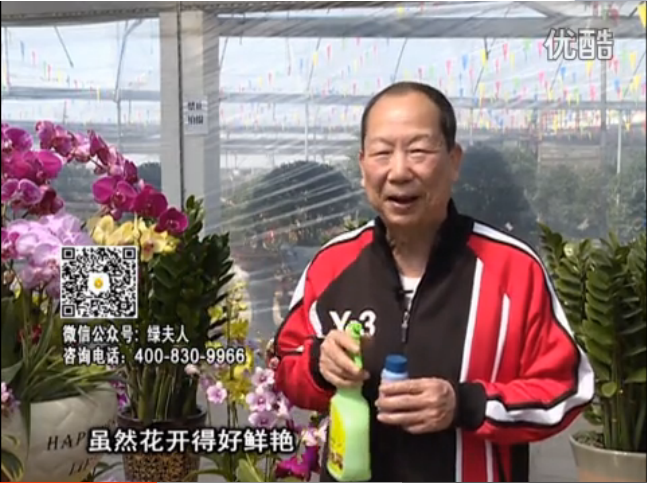 20160314珠江臺(tái)搖錢樹(shù)：家種鮮花、鮮切花，用綠夫人600度鮮花液?；ㄆG、花期長(zhǎng)