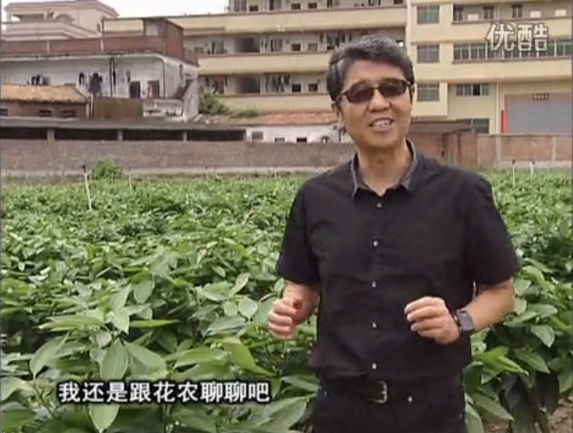 20160606珠江臺(tái)搖錢樹(shù)：觀葉植物用微補(bǔ)方案，壯根提長(zhǎng)、保葉抗病好！