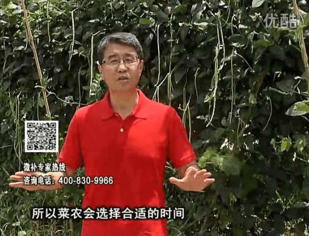 20160718珠江臺(tái)搖錢樹：瓜果蔬菜用微補(bǔ)水肥方案，結(jié)果多、有產(chǎn)量