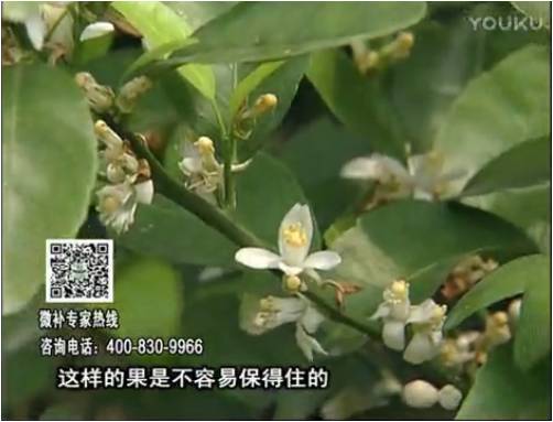 20170313珠江臺搖錢樹：柑橘淋沖微補根力鈣+精力，噴微補花力+硼力，來花健壯，預(yù)防減少弱花畸形花