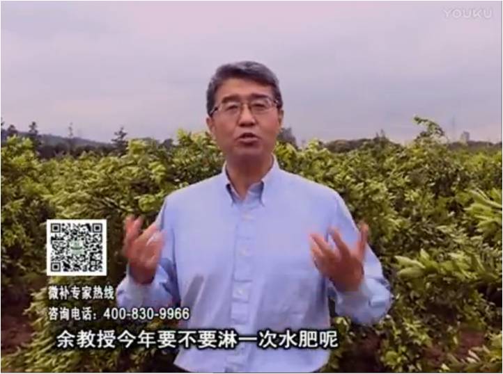 20170424珠江臺(tái)搖錢樹：柑橘樹弱保果難度大，淋沖微補(bǔ)根力鈣+精力+精華粉，保樹保果好