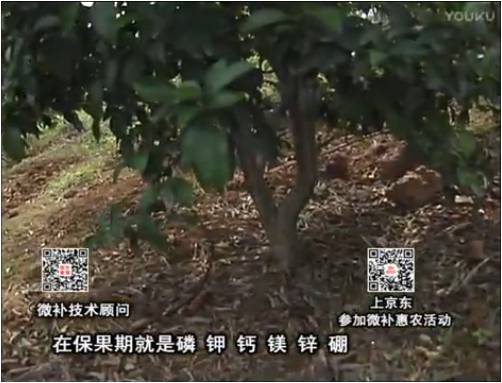 20170417珠江臺(tái)搖錢樹：柑橘噴施微補(bǔ)果力+硼力+精華粉，保果好，果青綠