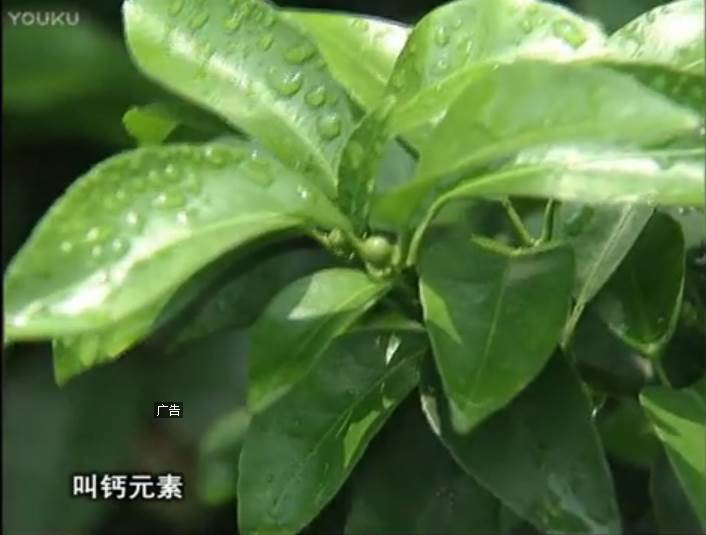 20170508珠江臺(tái)搖錢樹：柑橘澆施微補(bǔ)根力鈣，補(bǔ)鈣，促根健壯長(zhǎng)勢(shì)