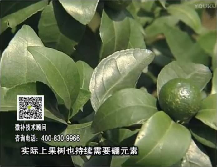 20170529珠江臺(tái)搖錢樹：貢柑蜜柚噴施微補(bǔ)蓋力+硼力，預(yù)防減少缺硼鈣裂果