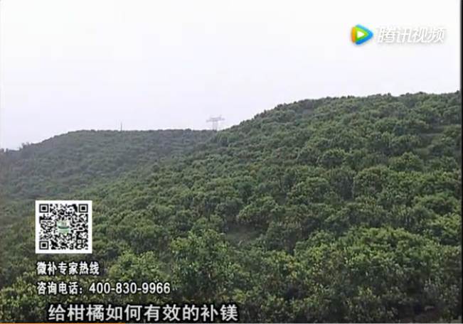 20170522珠江臺(tái)搖錢樹：柑橘落果黃葉是缺鎂？