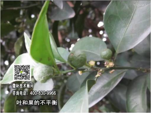 20170501珠江臺(tái)搖錢樹：柑橘噴施微補(bǔ)果力+碧力、淋根力鈣+沖力鎂，穩(wěn)果少落果，促根壯長(zhǎng)勢(shì)