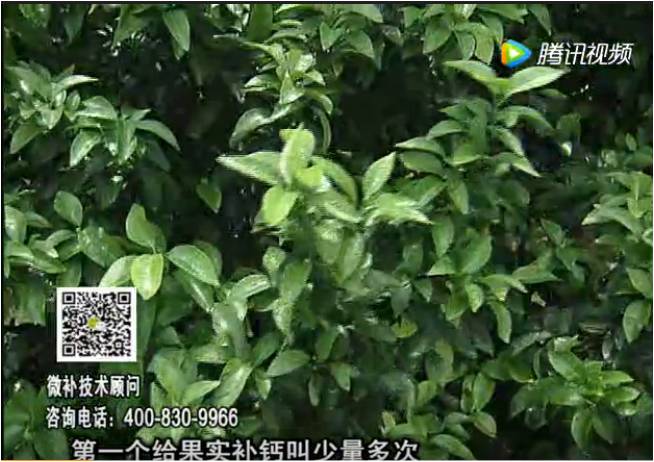 20170605珠江臺(tái)搖錢樹：柑橘果實(shí)補(bǔ)鈣如何做？