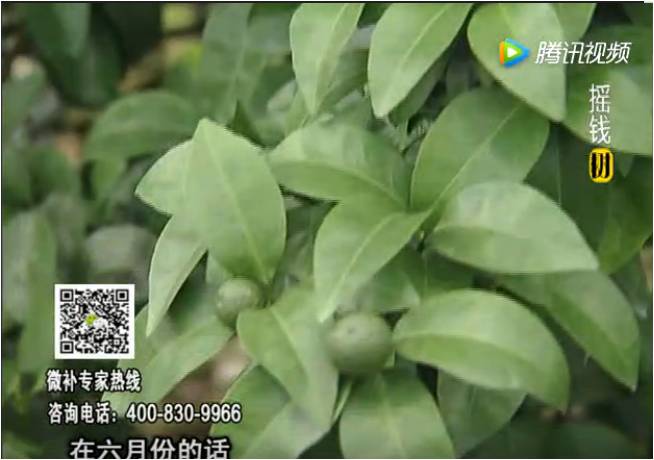 珠江臺(tái)搖錢樹：柑橘樹如何調(diào)酸保葉？