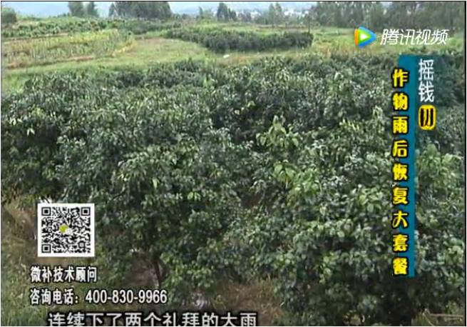 20170626珠江臺(tái)搖錢樹：果樹蔬菜長(zhǎng)勢(shì)弱落果？