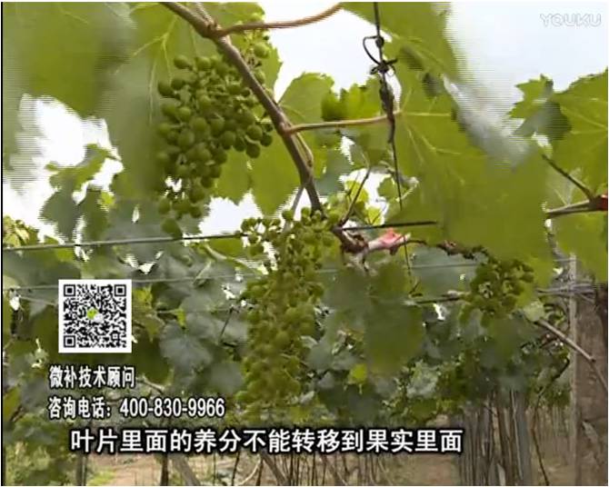 20170717珠江臺(tái)搖錢樹：果實(shí)補(bǔ)鈣充足，噴施螯合鈣+精華液+保葉素，品質(zhì)高、耐存儲(chǔ)